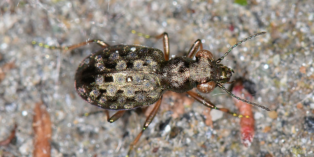 Avigliana, Lungo Dora: Carabidae lungo il fiume.